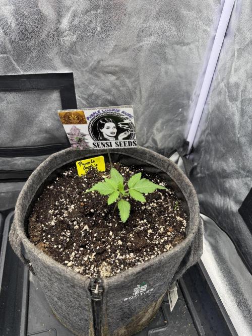 Purple Cookie Kush Fem. Week 1