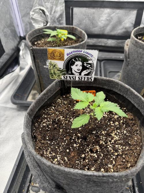 Northern Lights Fem. Week 1