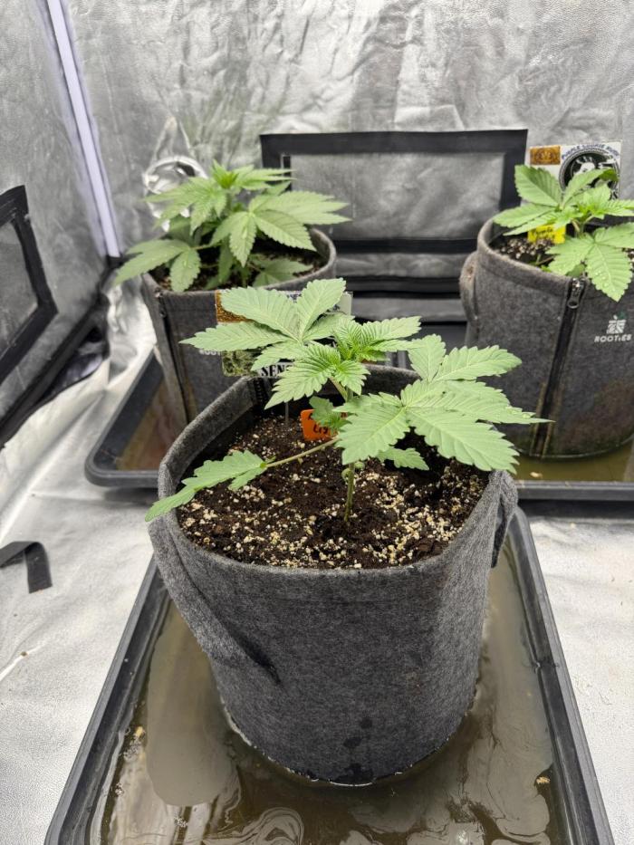 Sensi Seeds run. Week 2 - Woche 2 in der vegie Phase, sie kommen langsam in Fahrt  