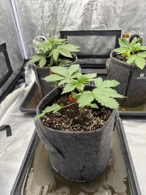 Northern Lights Fem. Week 2