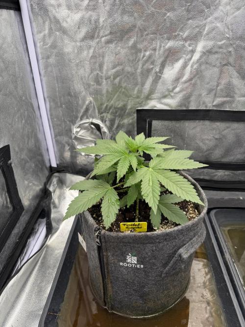 Frosted Grapes XXL. Week 2