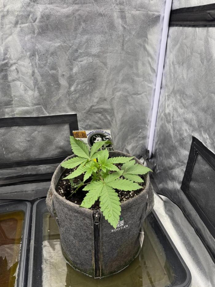 Sensi Seeds run. Week 2