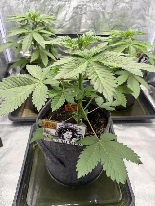 Northern Lights Fem. Week 3