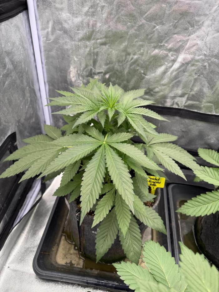Sensi Seeds run. Week 3 - Bildee sagen mehr als tausend Worte, seht euch dieses Prachtstück an 