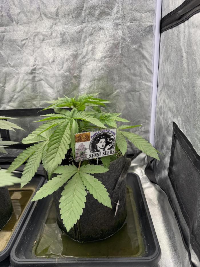 Sensi Seeds run. Week 3 - Nur sie höngt ein bisschheneb hinterher, sie sieht aber teotzdwm gut aus finde ich  