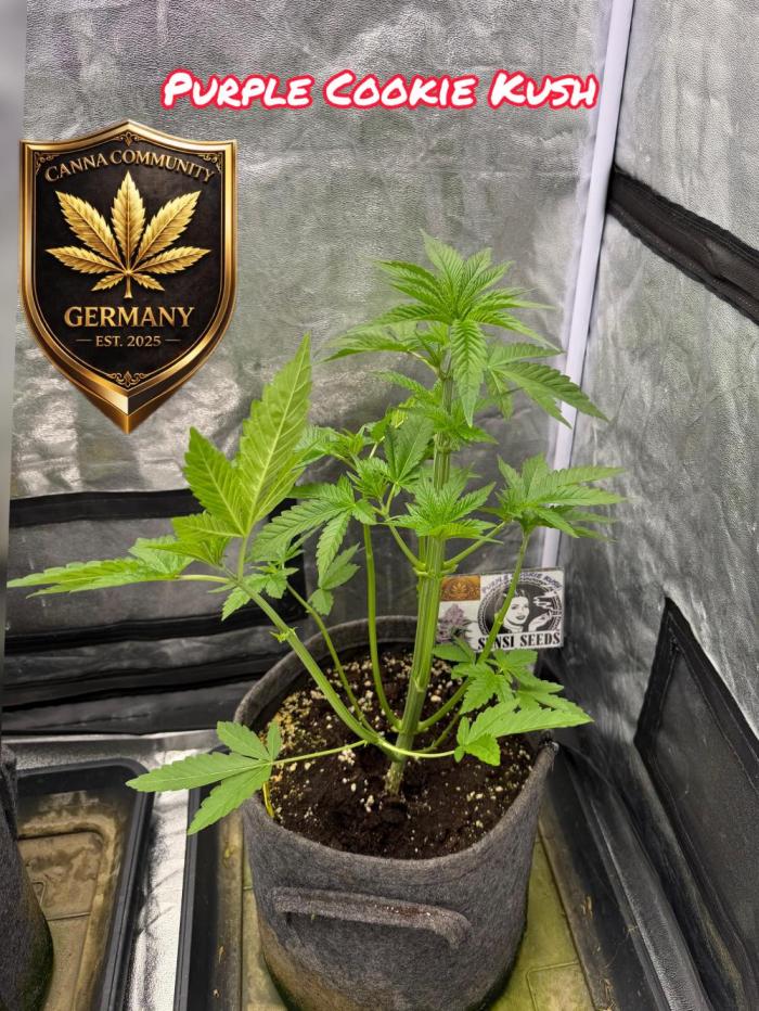 Sensi Seeds run. Week 4 - Woche 4 der vegie Phase, nächhsteste Woche gehen wir in den Blüte Modus über.