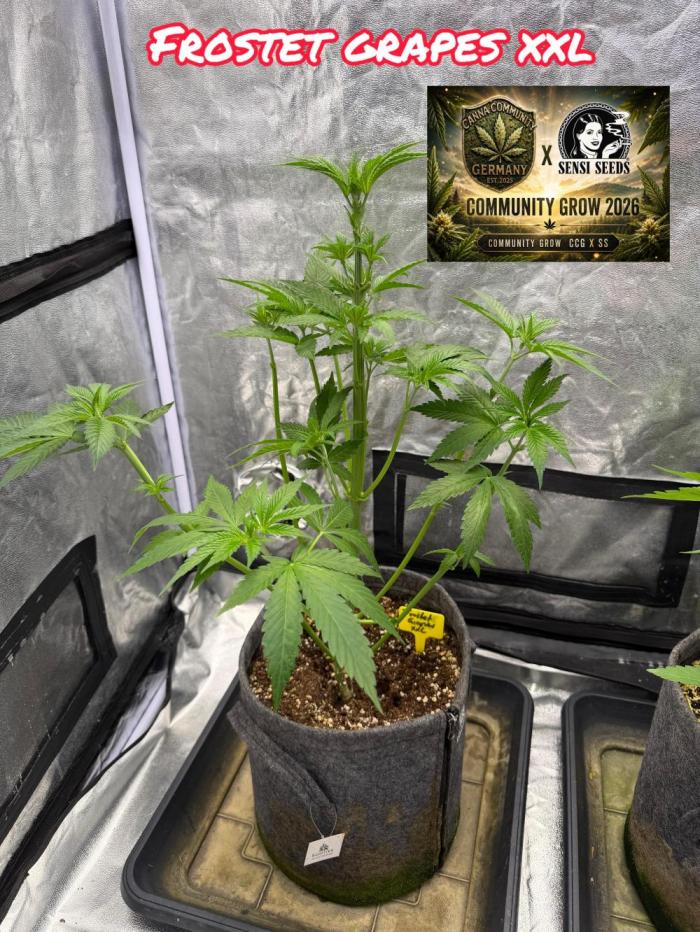 Sensi Seeds run. Week 4 - Sie wächst bis jetzt am besten von den dreien. Nächste Wochee geht sie Blüte Phasee los 