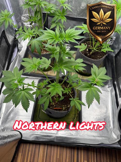 Northern Lights Fem. Week 4