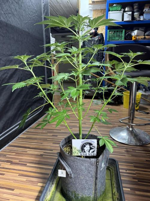 Sensi Seeds run. Week 5 - Den Schnittt Letzte Woche haben sie gut wegesteckt, vom Mehltau ist nichts zu sehen  