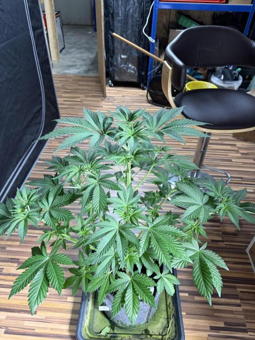 Northern Lights Fem. Week 5