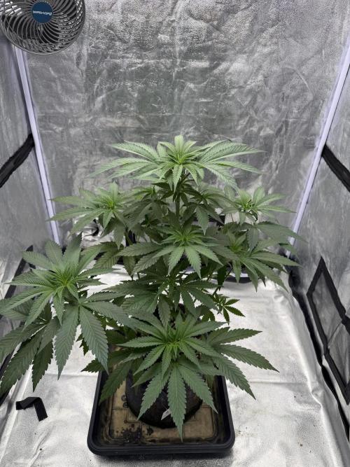 Sensi Seeds run. Week 5