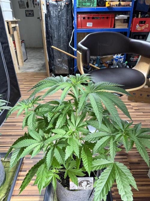 Sensi Seeds run. Week 5