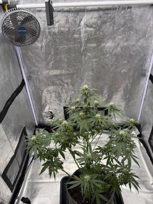 Black Orchid. Week 6
