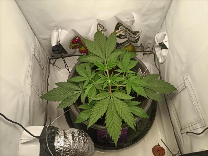 Chantalle. Week 2