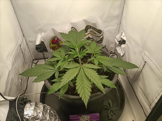 Chantalle. Week 2