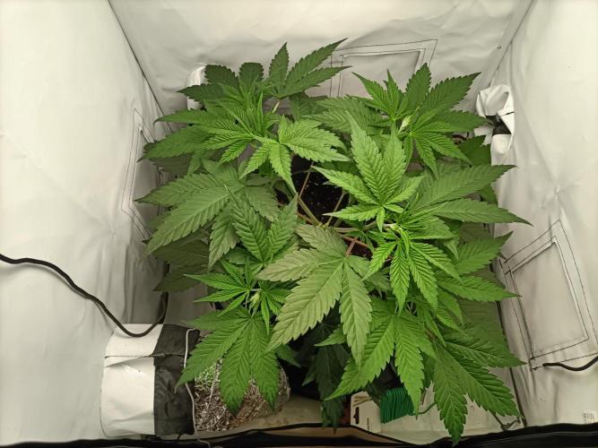 Chantalle. Week 3