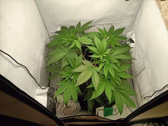 Chantalle. Week 3