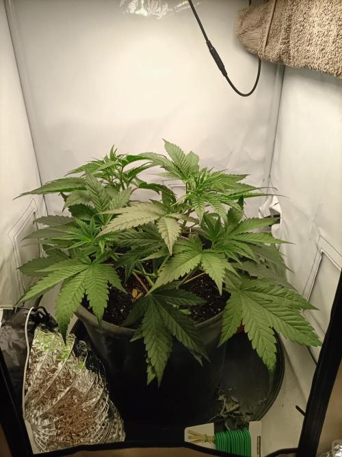 Chantalle. Week 3