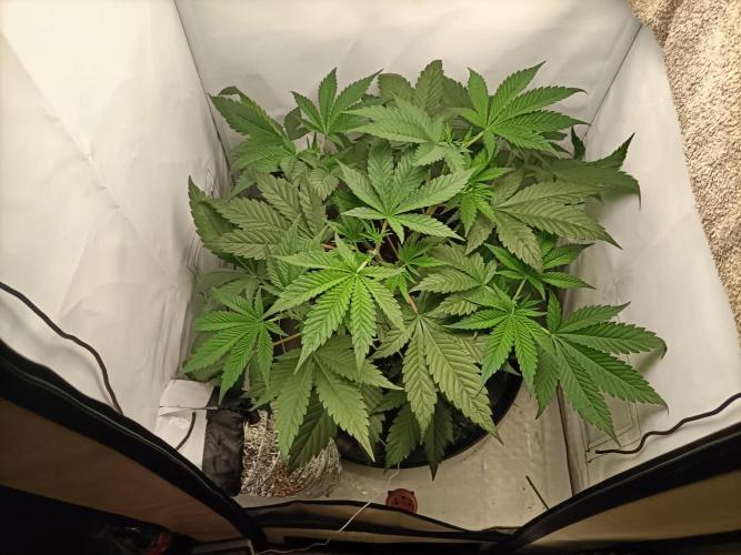 Chantalle. Week 3