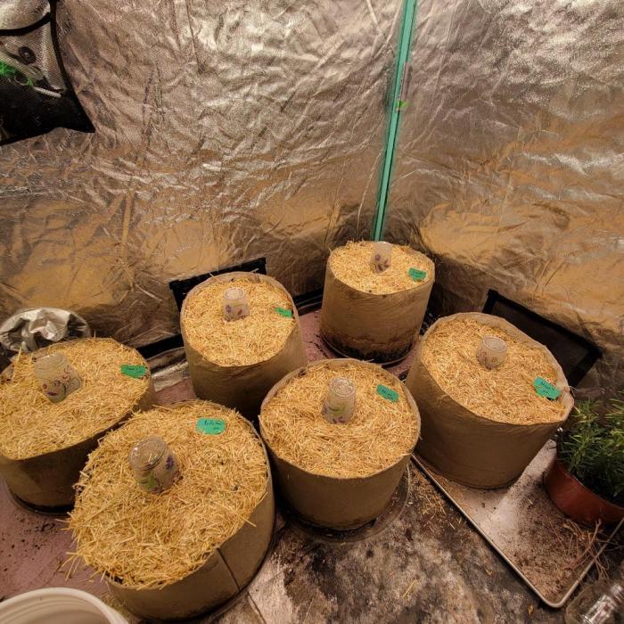 Winter 2025/2026. Week 0 - 6 of 6 sprouted seeds. Alfalfa straw topper.