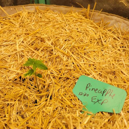 Winter 2025/2026. Week 1 - Pineapple express is struggling overwatered column of light soil seedling mix.