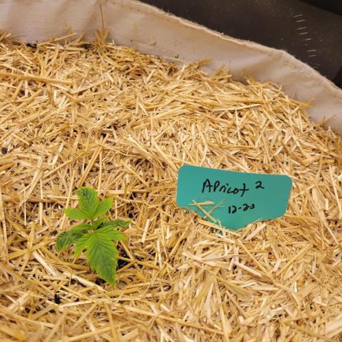 Winter 2025/2026. Week 1 - Apricot 2 is doing ok. overwatered column of light soil seedling mix no nutes.