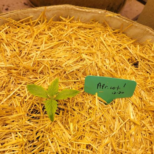 Winter 2025/2026. Week 1 -  Apricot 1 best chance. overwatered column of light soil seedling mix no nutes.