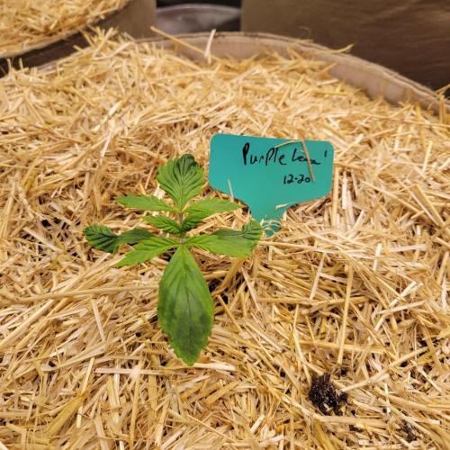 Winter 2025/2026. Week 1 - Purple Lemonade is ok. overwatered column of light soil seedling mix no nutes.