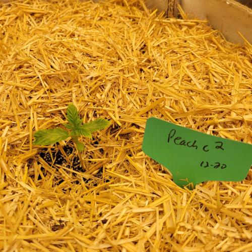 Winter 2025/2026. Week 1 - Peach crescendo 2 fighting but not happy. Overwatered.