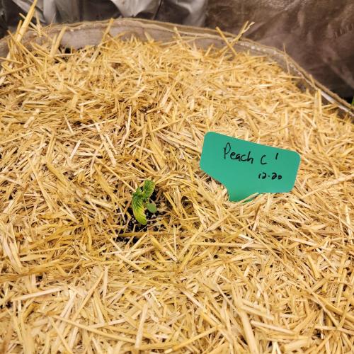 Winter 2025/2026. Week 1 - Peach crescendo 1 worst case overwatered and hating life.