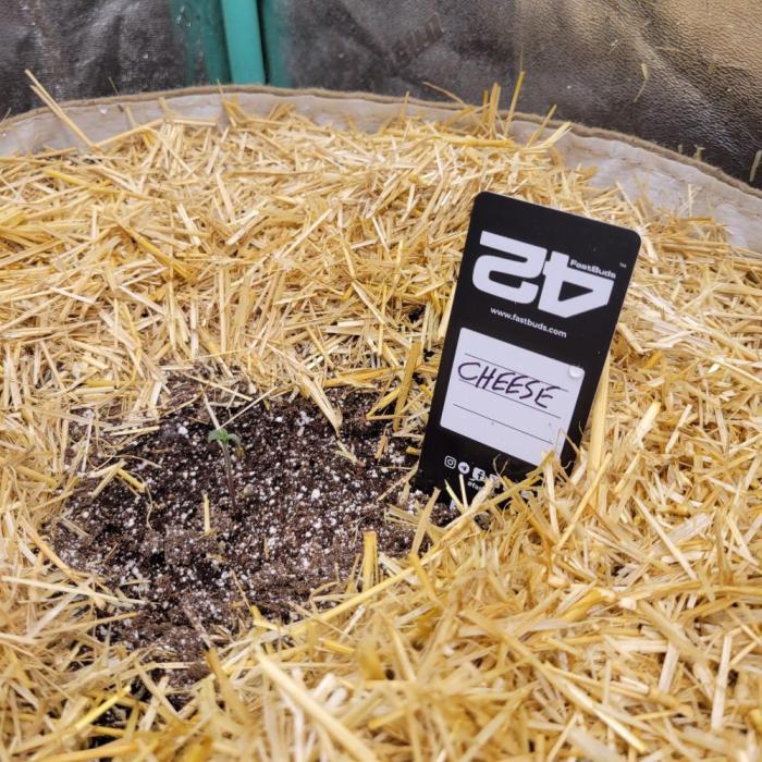 Backup plan.. Week 0 - Cheese Fastbuds 