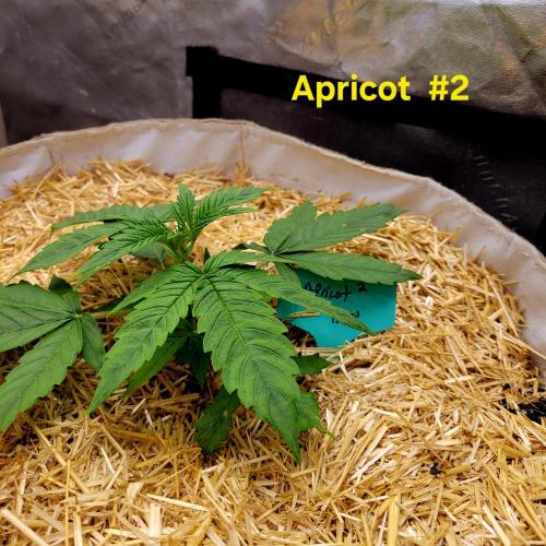 Winter 2025/2026. Week 2