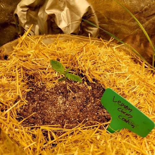 Backup plan.. Week 1