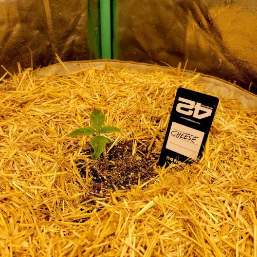 Backup plan.. Week 1