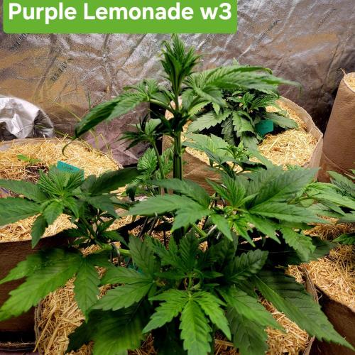 Winter 2025/2026. Week 3