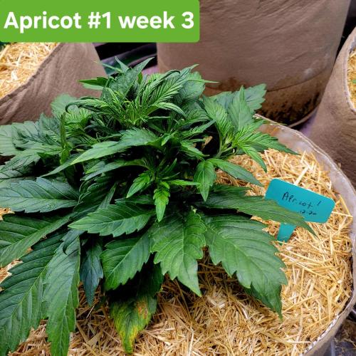 Winter 2025/2026. Week 3