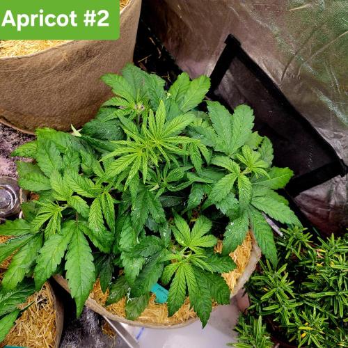 Winter 2025/2026. Week 4