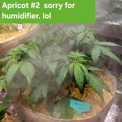 Winter 2025/2026. Week 4