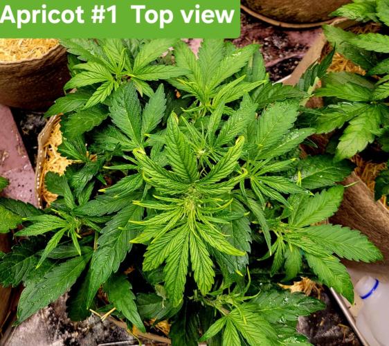 Winter 2025/2026. Week 4