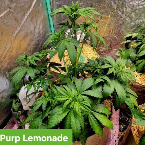 Winter 2025/2026. Week 4