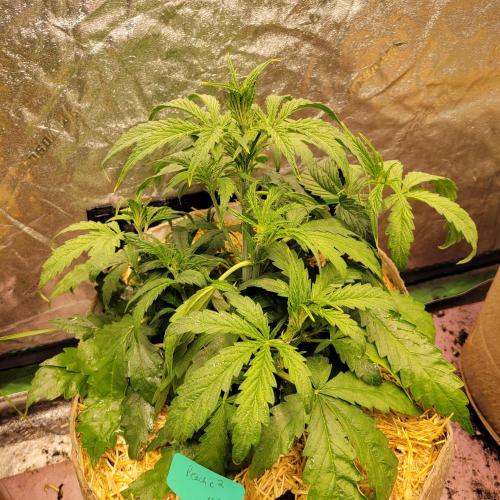 Winter 2025/2026. Week 4