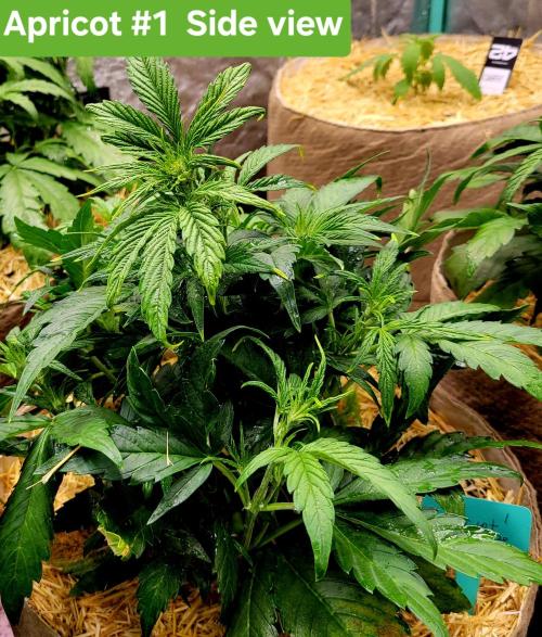 Winter 2025/2026. Week 4