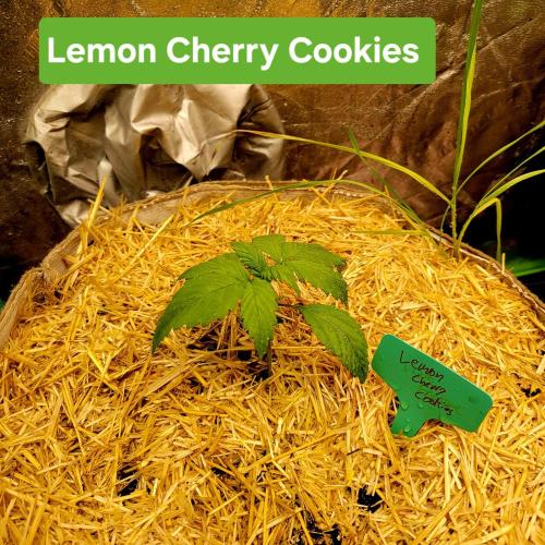 Backup plan.. Week 2