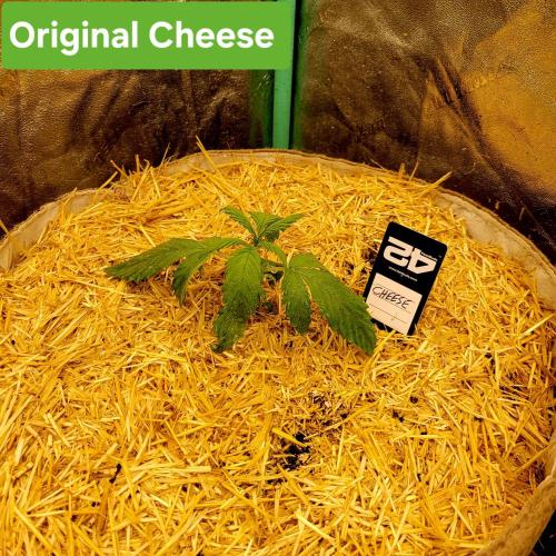 Backup plan.. Week 2