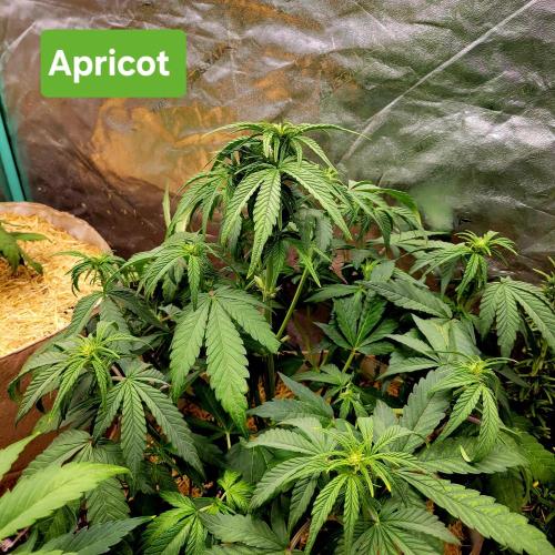 Winter 2025/2026. Week 5