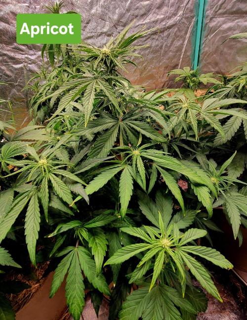 Winter 2025/2026. Week 5