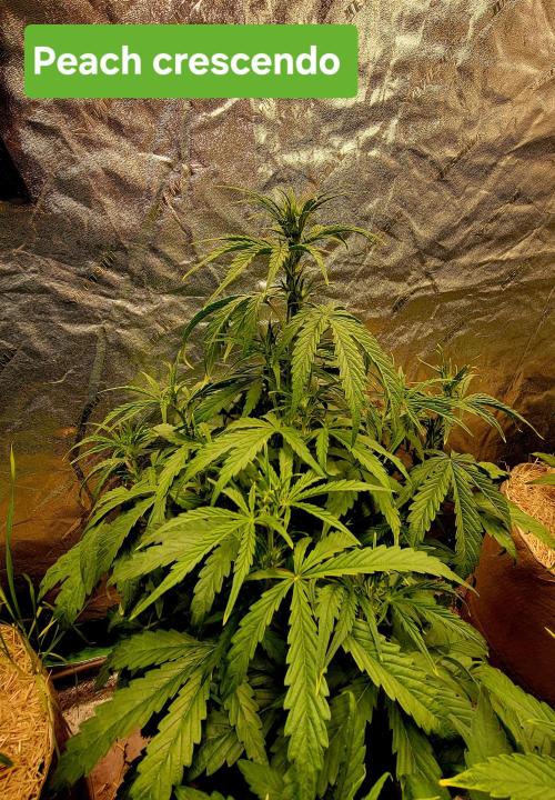 Winter 2025/2026. Week 5