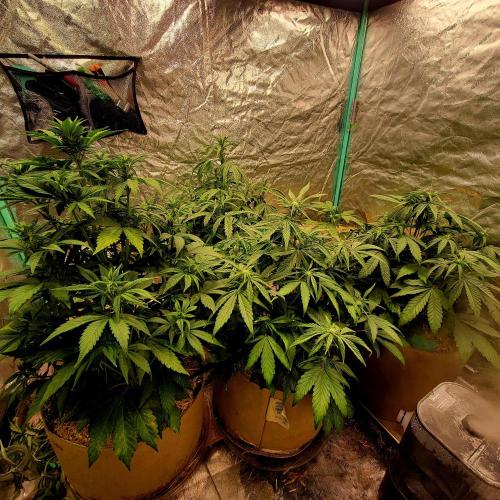 Winter 2025/2026. Week 5