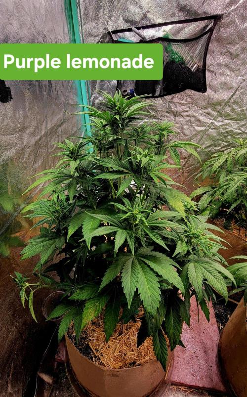 Winter 2025/2026. Week 5