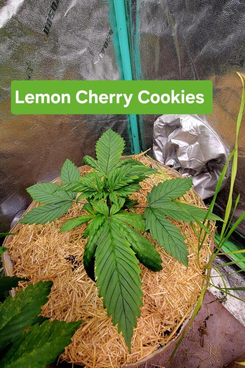 Backup plan.. Week 3